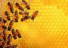Пазл Ravensburger 1000 деталей: Пчёлы