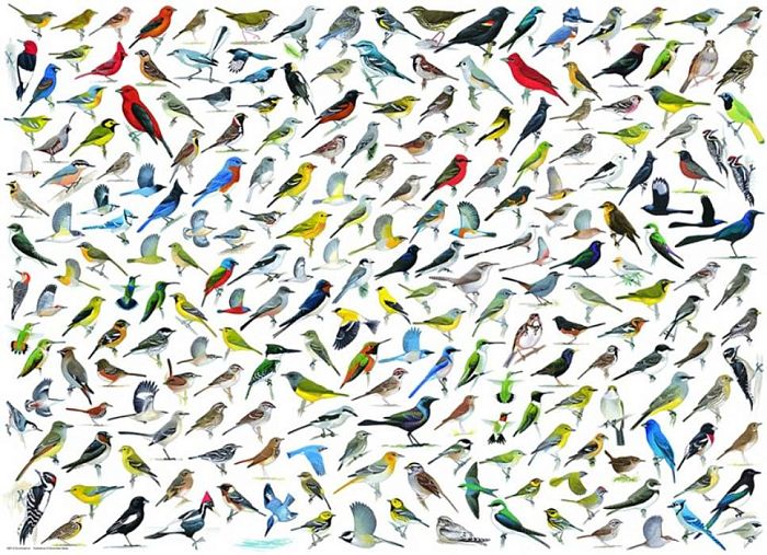Пазл Eurographics 2000 деталей: Мир птиц