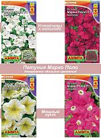Петуния Марко Поло