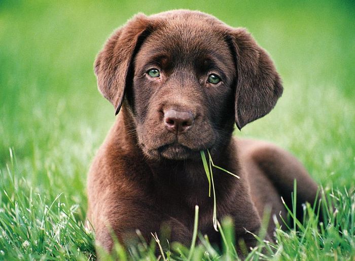 Пазл Clementoni 500 деталей: Шоколадный щенок