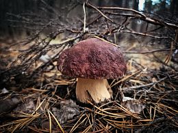 Пазл Алма деревянный 500 деталей. Карельская сказка. Запах хвои и грибов