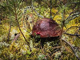 Пазл Алма деревянный 500 деталей. Карельская сказка. Боровик под елочкой