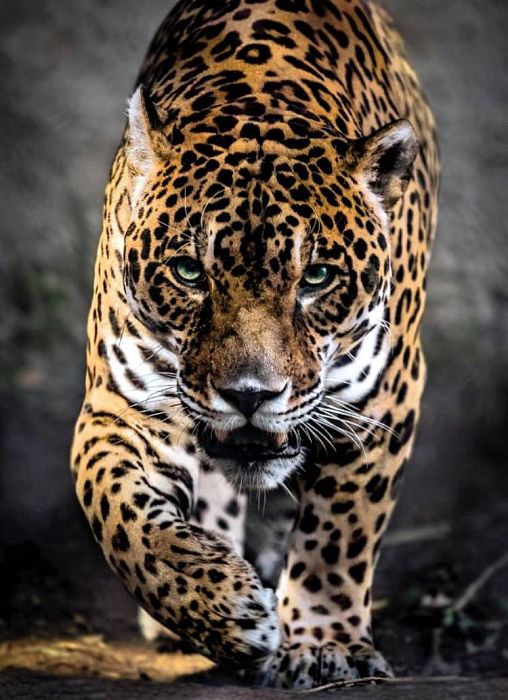 Пазл Clementoni 1000 деталей: Охота ягуара