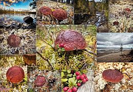 Пазл Алма ПРЕМИУМ деревянный 1000 деталей. Карельская сказка. Лесная кладовая