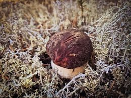 Пазл Алма деревянный 500 деталей. Карельская сказка. Хранитель карельского бора