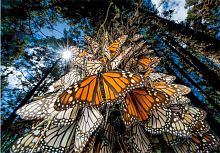 Пазл Clementoni 1000 деталей: Бабочки