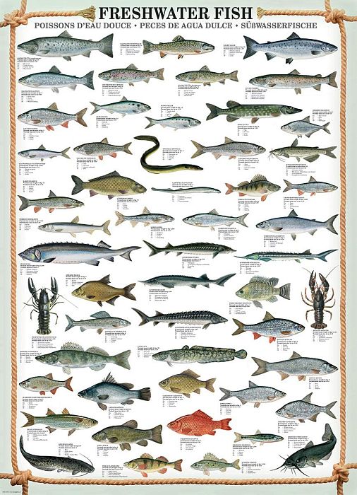 Пазл Eurographics 1000 деталей: Пресноводные рыбы