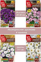 Эустома комнатная 7