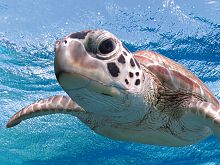 Пазл Prime 3D 500 деталей: Морская черепаха