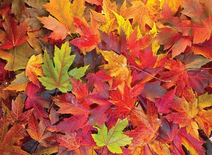 Пазл Nova 1000 деталей: Осенние листья