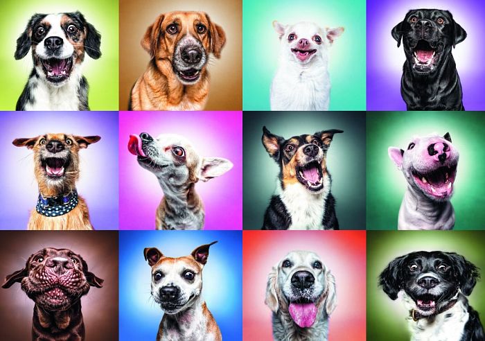 Пазл Trefl 1000 деталей: Портреты собак, коллаж