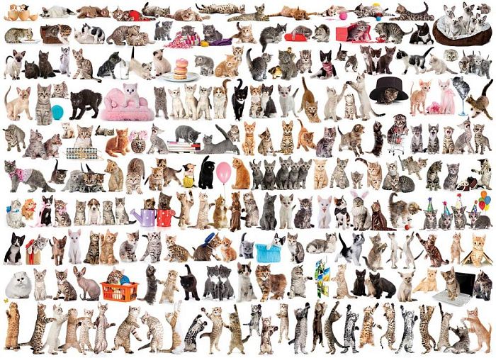 Пазл Eurographics 1000 деталей: Мир кошек