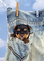 Пазл Art Puzzle 500 деталей: Я сохну!