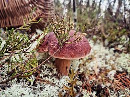 Пазл Алма деревянный 500 деталей. Карельская сказка. Дар Карельского леса