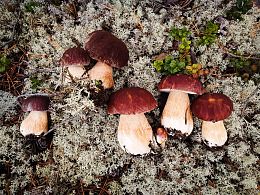 Пазл Алма деревянный 500 деталей. Карельская сказка. Дружная семейка