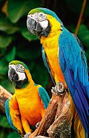 Пазл Step puzzle 500 деталей: Попугаи ара