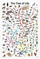 Пазл Eurographics 1000 деталей: Дерево жизни (УЦЕНКА)