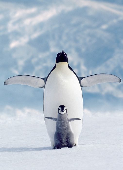 Пазл Eurographics 1000 деталей: Пингвин с пингвиненком