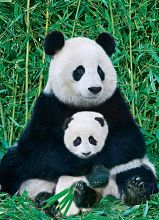 Пазл Eurographics 1000 деталей: Панда и малыш