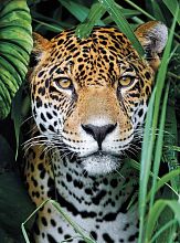 Пазл Clementoni 500 деталей: Ягуар в джунглях