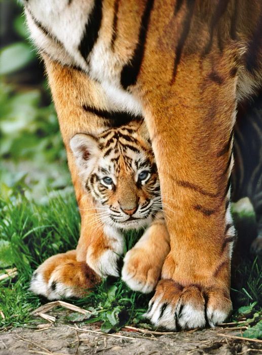 Пазл Clementoni 500 деталей: Тигры - мамина защита