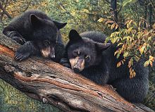 Пазл Cobble Hill 1000 деталей: Медвежье ожидание