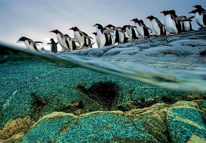 Пазл Clementoni 1000 деталей: Королевские пингвины