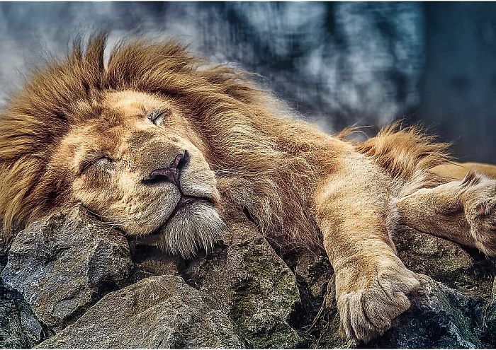 Пазл Trefl 1000 деталей: Спящий лев