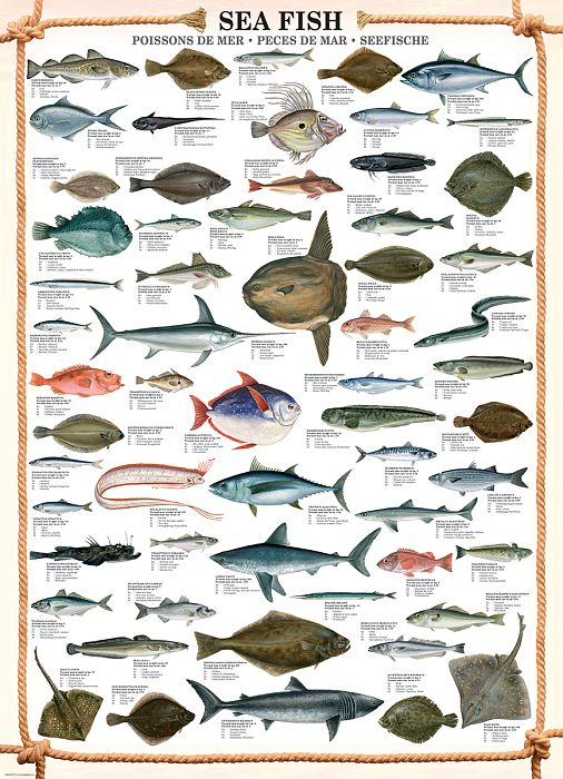 Пазл Eurographics 1000 деталей: Морские рыбы