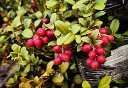 Пазл Алма деревянный 1000 деталей. Карельская сказка. Ожерелье северного леса