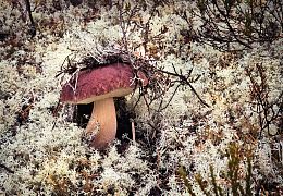 Пазл Алма деревянный 1000 деталей. Карельская сказка. Сокровище из мха