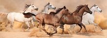 Пазл Nova 1000 деталей: Лошади, бегущие в песчаной буре