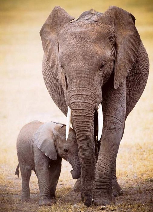 Пазл Eurographics 1000 деталей: Слон и ребенок