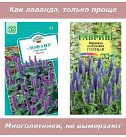 Набор семян, семена цветов, похожих на лаванду - Вероника и Лофант