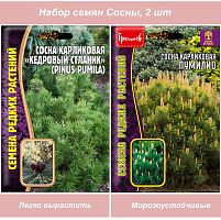 Семена сосны