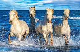 Пазл Step puzzle 500 деталей: Четверка Нептуна