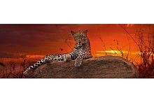 Пазл Heye панорама 2000 деталей: Леопард на рассвете