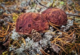 Пазл Алма деревянный 1000 деталей. Карельская сказка. Неотразимая парочка