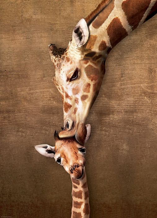 Пазл Eurographics 1000 деталей: Поцелуй матери жирафа
