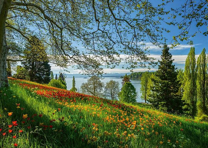 Пазл Schmidt 1000 деталей: Цветение тюльпанов. Остров Майнау
