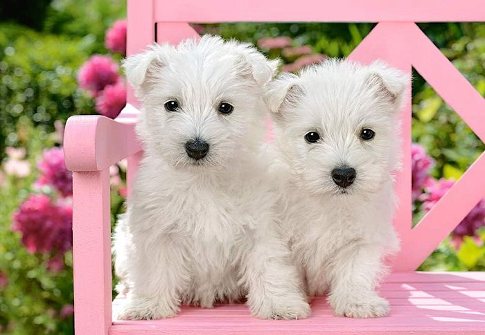 Пазл Castorland 1500 деталей: Два белых щенка