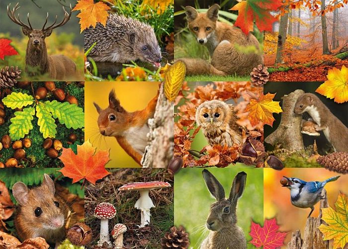 Пазл Jumbo 1000 деталей: Лесные животные осенью