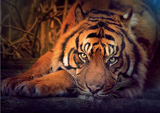 Пазл Степ 1000 деталей: Сибирский тигр