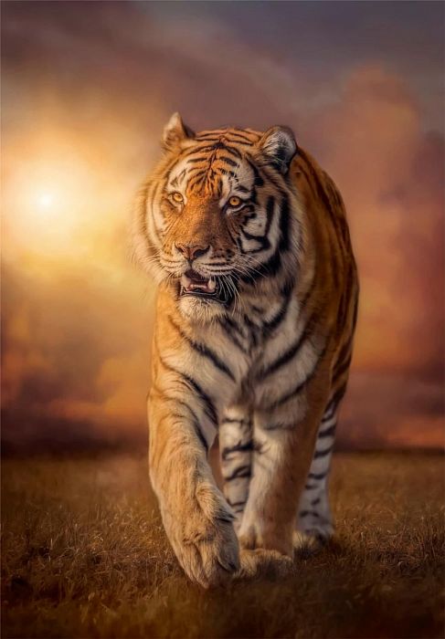 Пазл Clementoni 1000 деталей: Тигр