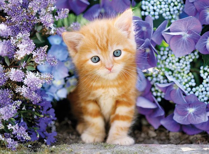 Пазл Clementoni 500 деталей: Котенок в цветах