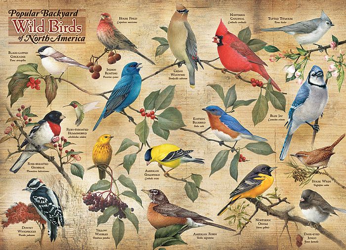 Пазл Cobble Hill 1000 деталей: Виды садовых птиц