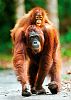 Пазл Trefl 1000 деталей: Орангутанг, Индонезия. Природа