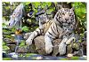 Пазл 1000 деталей Educa: Белые бенгальские тигры