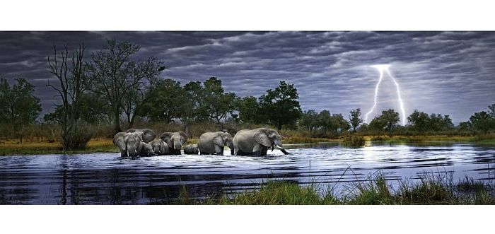 Пазл панорама Heye 2000 деталей: Стадо слонов