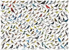 Пазл Eurographics 1000 деталей: Мир птиц